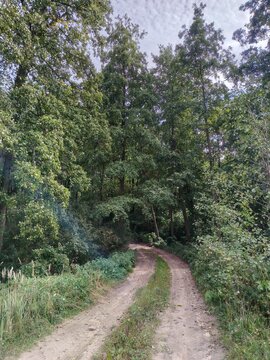 Vertical landscape of a winding country dirt road leading into a dense green forest under a cloudy sky.