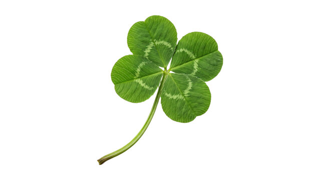 Single four-leaf clover on white background, isolated on transparent background