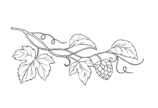 Hand-drawn black and white line art illustration of a hops branch with leaves and cone