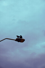 Obraz premium two crows on street light at sunset