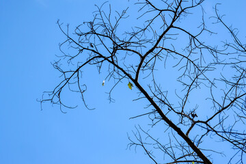 Obraz premium Bare branch silhouette against blue sky creates sparse natural pattern with minimal foliage and quiet seasonal atmosphere for background design