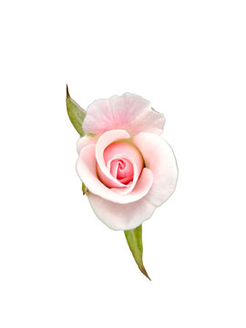 white rose on transparent white background