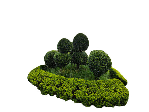 The Round Shape of Fukien Tea trimmed different shapes on gardening 
