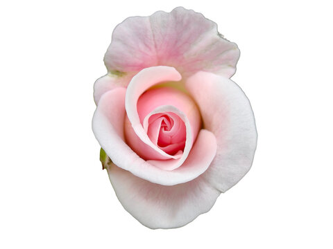 white rose on transparent white background