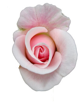 white rose on transparent white background