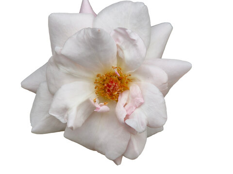 white rose on transparent white background
