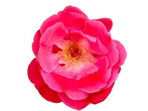 Pink rose Flower Isolated on White Background for Floral Nature, Spring, Beauty, Garden and Decorative Design Concepts