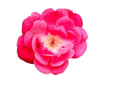 Pink rose Flower Isolated on White Background for Floral Nature, Spring, Beauty, Garden and Decorative Design Concepts