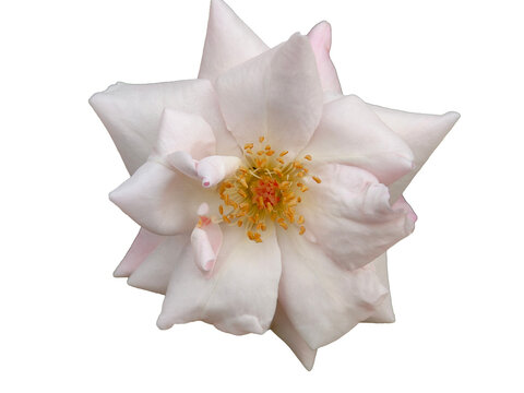 white rose on transparent white background