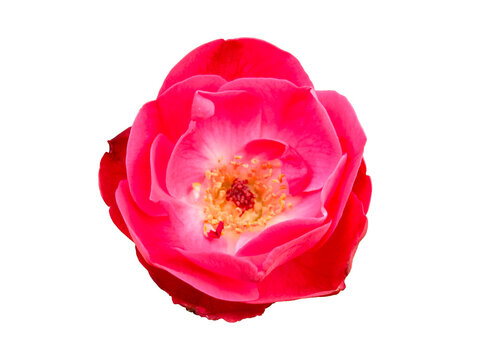 Pink rose Flower Isolated on White Background for Floral Nature, Spring, Beauty, Garden and Decorative Design Concepts