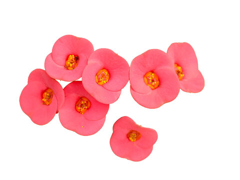 Crown of Thorns, Christ Plant, Katamukut flower on transparent white background