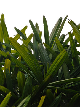 Areca palm tree leaves on transparent white background