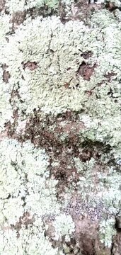 Thick light-green lichen layer covering old tree trunk bark with unique natural cracking patterns