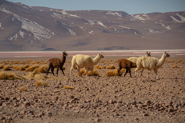 Llamas grazing across a high-altitude Andean landscape © Lala Souza