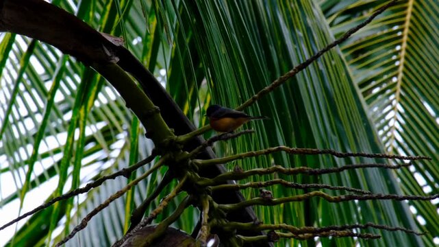 Vanikoro flycatcher bird Myiagra vanikorensis kandavensis in coconut palm tree on Kadavu Island, Fiji, South Pacific