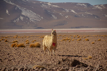 Fototapeta premium Vicuña standing in a vast high-altitude desert landscape