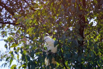 cockatoo in a tree with a broken wing © Joanne