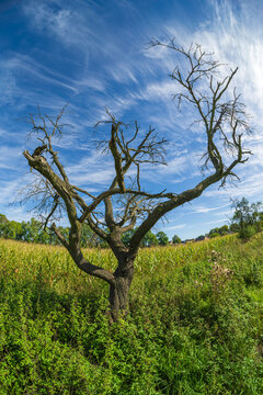 Ein toter , alter Obstbaum