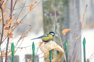 Great tit (Parus major) in profile against a country winter landscape. © Michel F