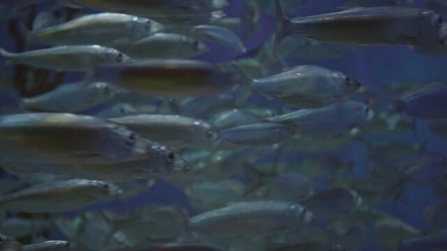 Close-Up of Silver Fish Schooling in Aquarium Tank