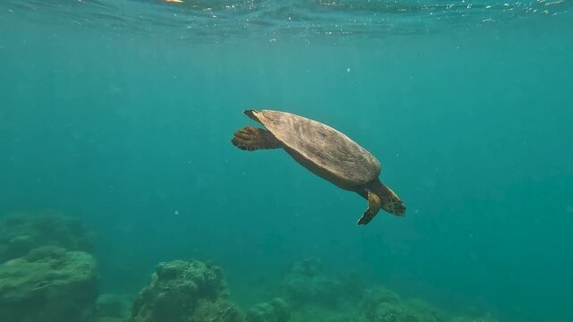 Underwater scene Hawksbill sea turtle swimming on surface of ocean in Moorea French Polynesia
