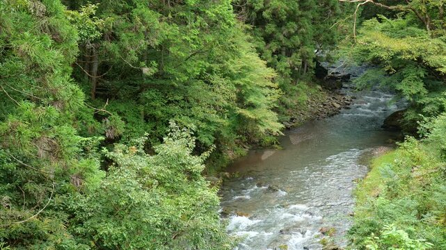上野原市・鶴川の木々に囲まれた豊かな清流と初秋の渓流風景（60fps 高フレームレート）