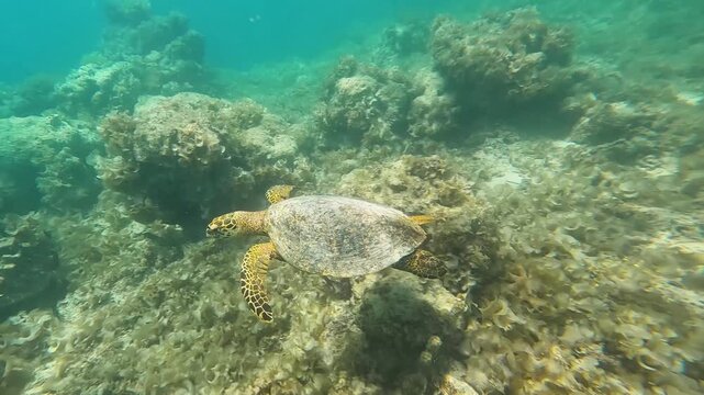 Hawksbill sea turtle swimming in ocean currents over coral reef environment on tropical island of Moorea French Polynesia