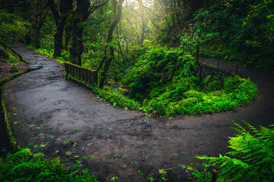 Winding levada hiking trail in the evergreen forest, Madeira Island