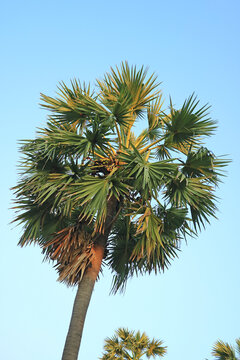 Fruiting Toddy Palm Tree or Palmyra Palm against Sunny Blue Sky