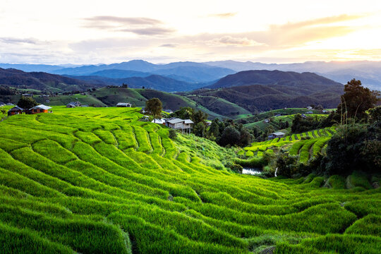 Lush green tea plantation across rolling mountain valley at sunrise, with layered hills, rural homes, winding terraces, and warm golden light creating peaceful landscape