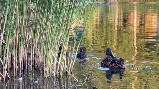 Wild mallard mother duck swimming together with her cute small ducklings on a calm pond, lake, or river water surface near green reed grass stalks outdoors. Family of brown waterfowl birds floating. 