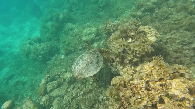 Underwater scene Hawksbill sea turtle searching coral reef environment for food in Moorea French Polynesia