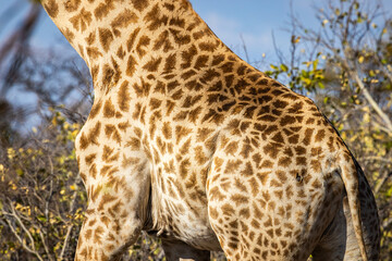 Southern African Giraffe (Giraffa camelopardalis giraffa) coat pattern close-up, Khwai, Moremi Game Reserve, Botwana © FaerOut