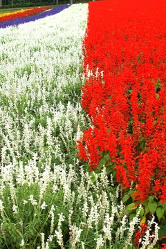花畑（秋花のハッチワーク）ケイトウとサルビア