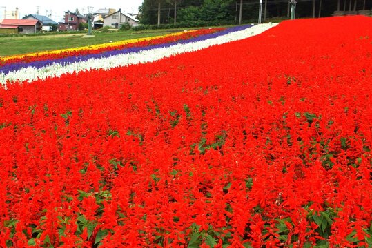 花畑（秋花のハッチワーク）サルビア