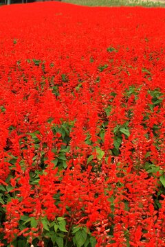 花畑（秋花のハッチワーク）サルビア（赤）