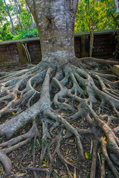 Massive exposed tree root system spreading on ground in tropical park