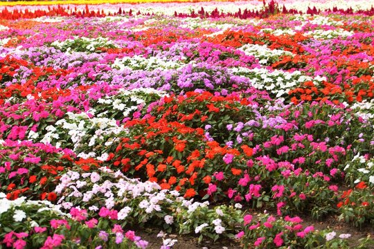 花畑（秋花のハッチワーク）百日草