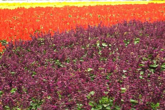花畑（秋花のハッチワーク）サルビア