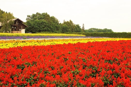 花畑（秋花のハッチワーク）サルビアとマリーゴールド