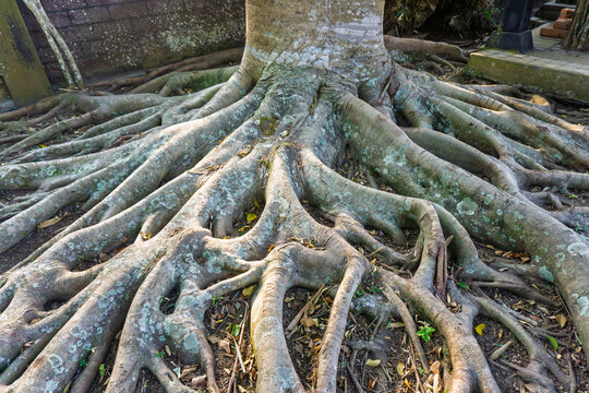 Massive exposed tree root system spreading on ground in tropical park