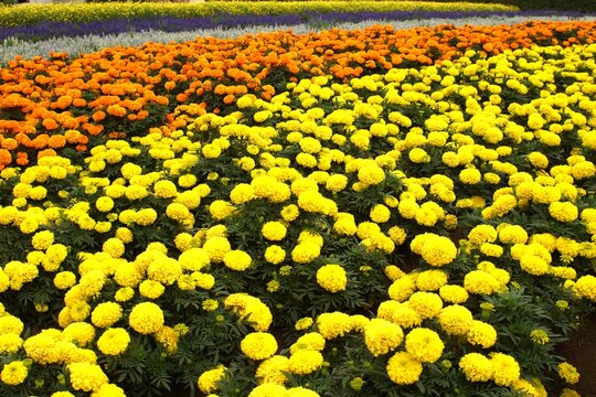 花畑（秋花のハッチワーク）マリーゴールド
