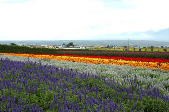 花畑（秋花のハッチワーク）