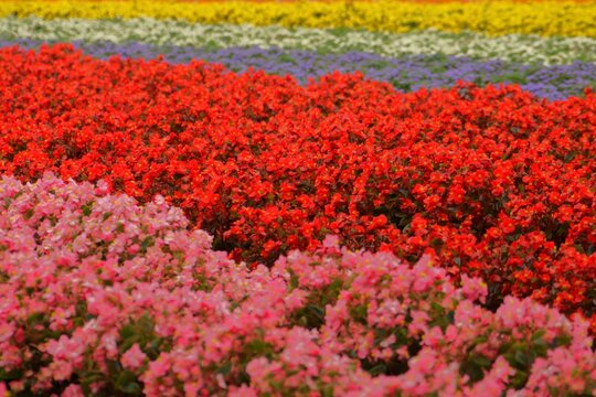 花畑（秋花のハッチワーク）ベコニア