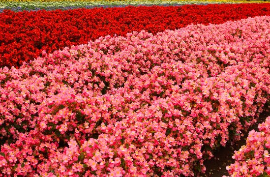 花畑（秋花のハッチワーク）ベコニア