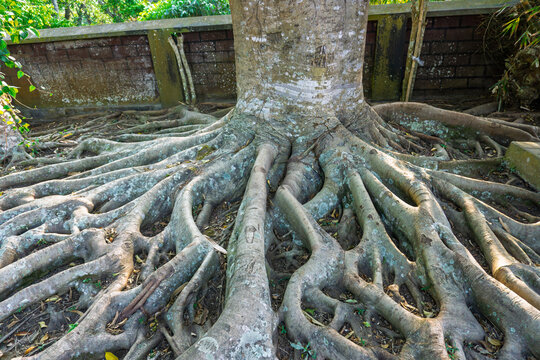Massive exposed tree root system spreading on ground in tropical park