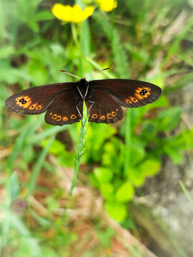 Macro close up of an Erebia butterfly perched on a green blade of grass in a spring meadow
