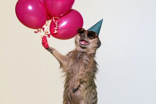 Cute meerkat with a party hat and sunglasses holding glossy red balloons, a funny animal for birthday cards and celebrations