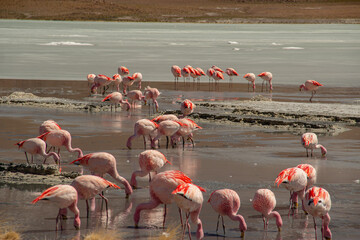 Group of pink flamingos feeding in a desert lagoon © Lala Souza