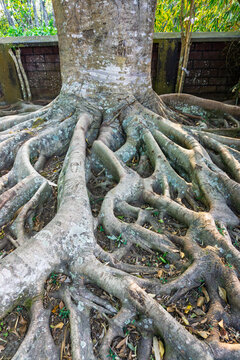 Massive exposed tree root system spreading on ground in tropical park
